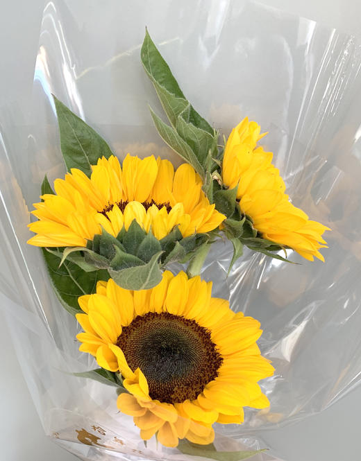 【校园礼花】送你一束阳光 商品图1