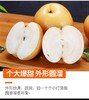 山东秋月梨，皮薄多汁，清甜爽口：（精品8个礼盒装/6个装） 商品缩略图2