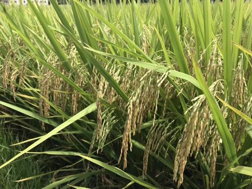 稻鸭共育 老品种有机贡米 新上市 十斤装 大米 商品图2