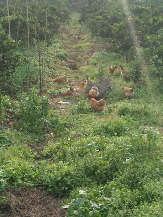 吃中草药果园放养土鸡鸭、土鸡蛋，无抗无激素 商品图12