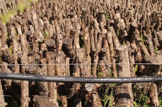 海拔3千以上高原野生青冈木耳 125克 商品图3