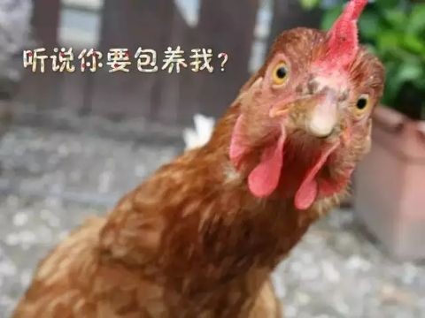 吃中草药果园放养土鸡鸭、土鸡蛋，无抗无激素