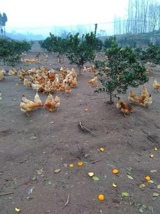 吃中草药果园放养土鸡鸭、土鸡蛋，无抗无激素 商品图11