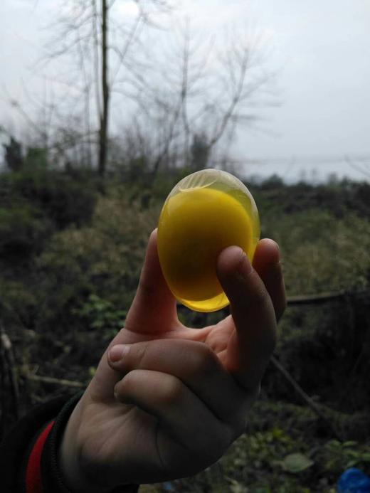 吃中草药果园放养土鸡鸭、土鸡蛋，无抗无激素 商品图9