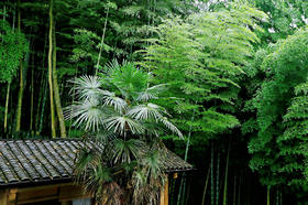 【雅安-359号院】8房包院，竹林、观景、星空，隐藏在碧峰峡内的一处悠闲居所！MYBY