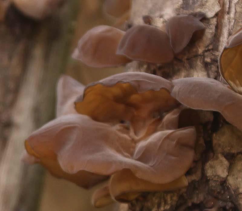 海拔3千以上高原野生青冈木耳 125克