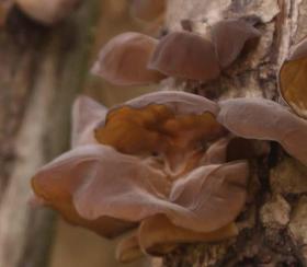 海拔3千以上高原野生青冈木耳 125克