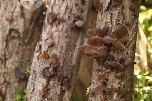 海拔3千以上高原野生青冈木耳 125克 商品图2