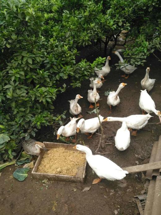 吃中草药果园放养土鸡鸭、土鸡蛋，无抗无激素 商品图7