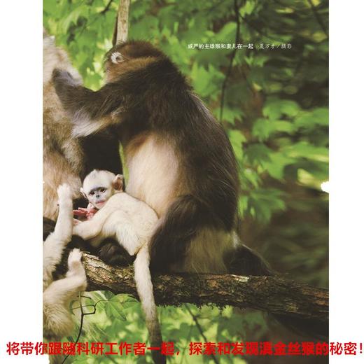 红唇美猴传奇 商品图4