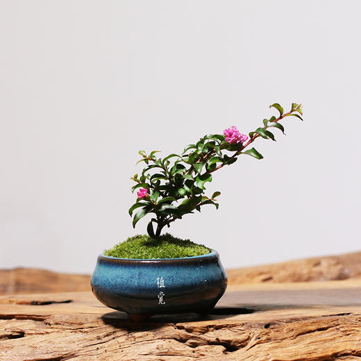 植觉【姬紫薇花】