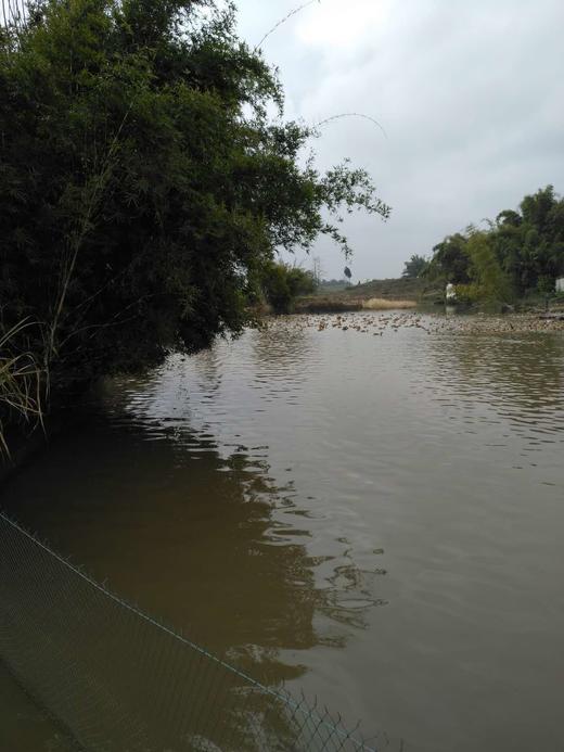 吃中草药果园放养土鸡鸭、土鸡蛋，无抗无激素 商品图5