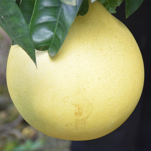 黔南荔波拉岜蜜柚2个装下雨顺延多规格任选贵州省内包邮香甜可口