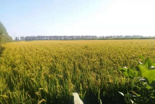 预售 周四到货【盘锦稻田蟹】18只/箱，更鲜甜、更香浓 商品图8