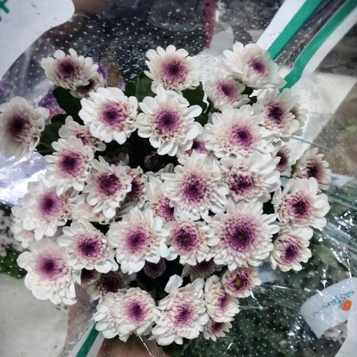 菊花-多头小菊-马蒂斯-10支/扎 商品图0