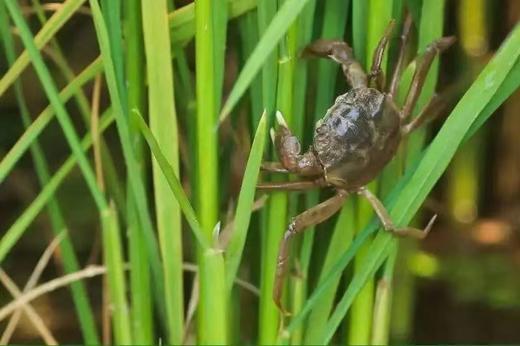 预售 周四到货【盘锦稻田蟹】18只/箱，更鲜甜、更香浓 商品图9