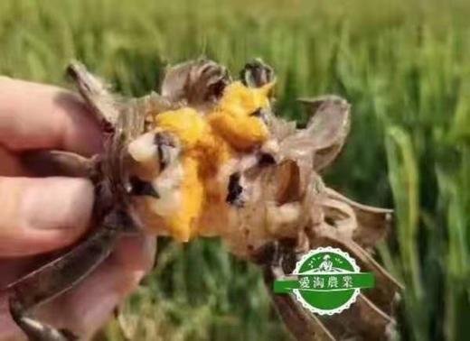 预售 周四到货【盘锦稻田蟹】18只/箱，更鲜甜、更香浓 商品图5