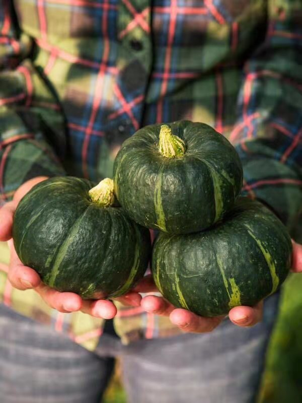 顺丰包邮秒杀198元购原价28元日本贝贝南瓜5斤812个左右北京偏远除外