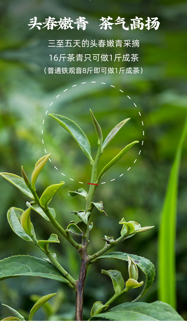 茶叶乌龙茶野放茶涵养简装版古今自然韵12罐