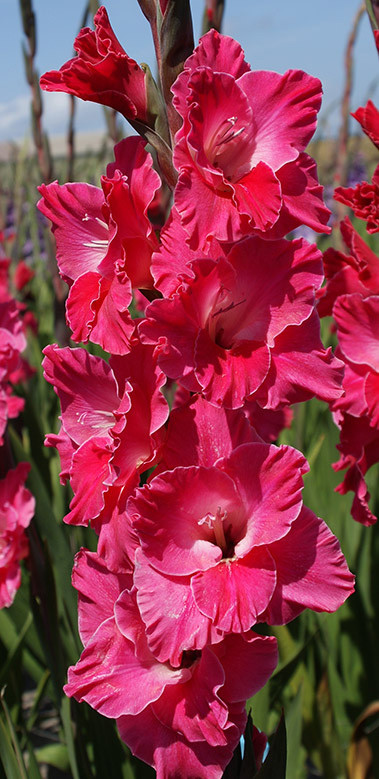 整把价荷兰进口剑兰樱桃玫红色10枝江浙沪皖顺丰包邮