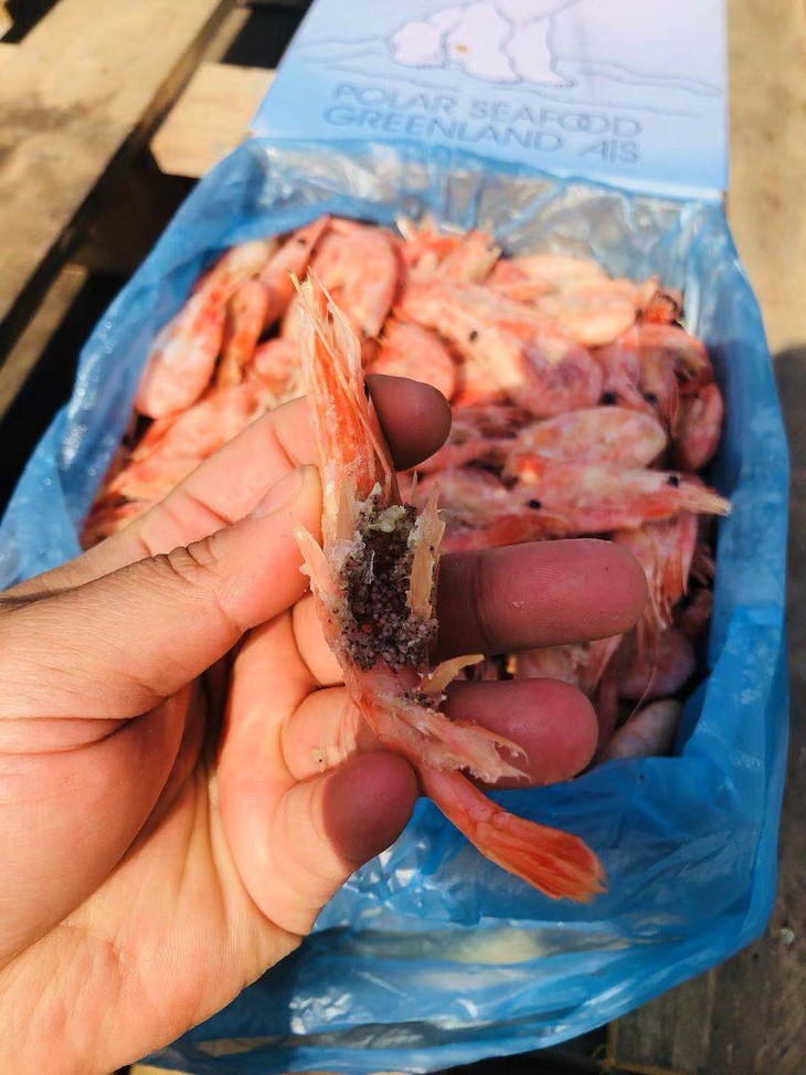 北极甜虾虾籽发黑了图片