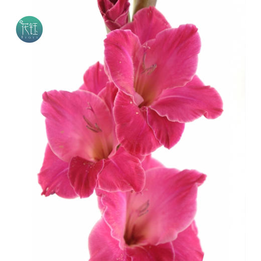 整把价荷兰进口剑兰樱桃玫红色10枝江浙沪皖顺丰包邮