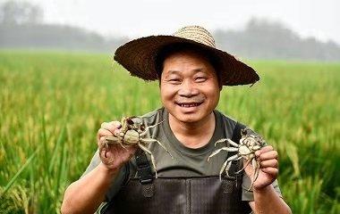 预售 周四到货【盘锦稻田蟹】18只/箱，更鲜甜、更香浓 商品图1