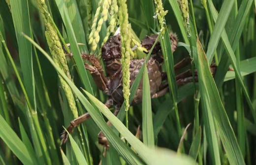 预售 周四到货【盘锦稻田蟹】18只/箱，更鲜甜、更香浓 商品图2