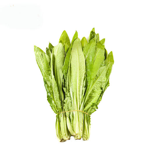 彩虹雨 新鲜有机蔬菜 油麦菜250g 欧盟认证京津冀满百包邮 商品图2