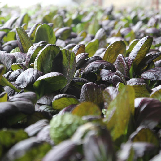 全国发货满额包邮 新鲜有机蔬菜 紫油菜250g 欧盟认证彩虹雨农场 商品图2