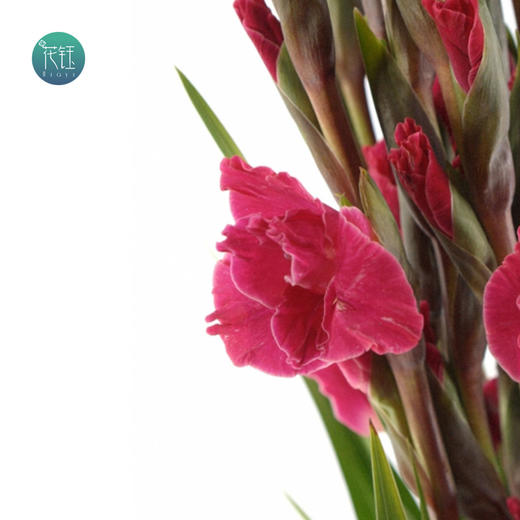 整把价荷兰进口剑兰樱桃玫红色10枝江浙沪皖顺丰包邮