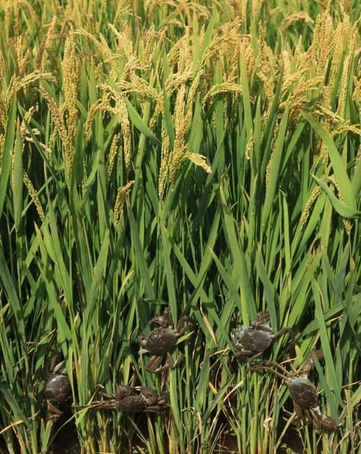 预售 周四到货【盘锦稻田蟹】18只/箱，更鲜甜、更香浓 商品图3