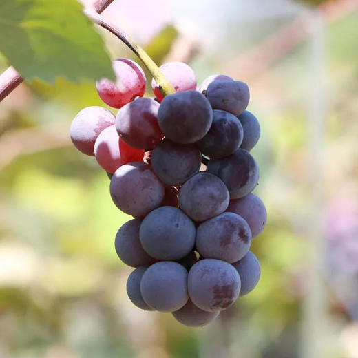 月亮湖甜葡萄吃一口甜到你心里粒粒爆汁5斤袋