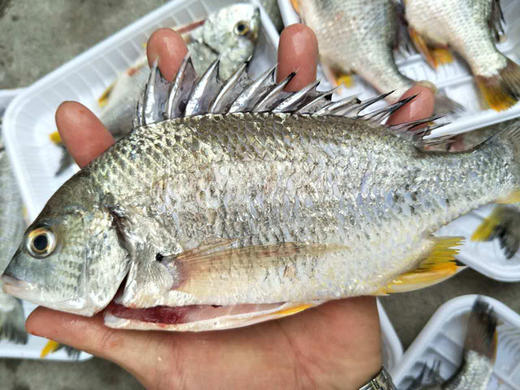 【黄立鱼】（也叫黄墙鱼，黄鳍鲷）杀好急冻锁住新鲜 ，已去鳞去腮去肚，买回洗洗即可烹饪！ 商品图0