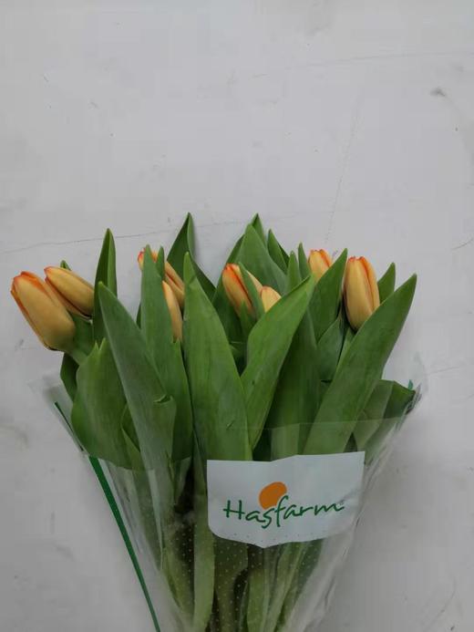 海盛郁金香-橙色-10枝/扎 商品图1