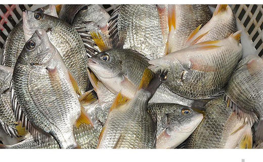 【黄立鱼】（也叫黄墙鱼，黄鳍鲷）杀好急冻锁住新鲜 ，已去鳞去腮去肚，买回洗洗即可烹饪！ 商品图2