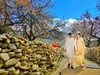 巴基斯坦罕萨山谷杏花、雪山风光、人文10天摄影团 商品缩略图0