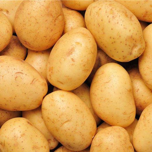 土豆【约3斤/份】 商品图0