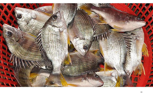 【黄立鱼】（也叫黄墙鱼，黄鳍鲷）杀好急冻锁住新鲜 ，已去鳞去腮去肚，买回洗洗即可烹饪！ 商品图1