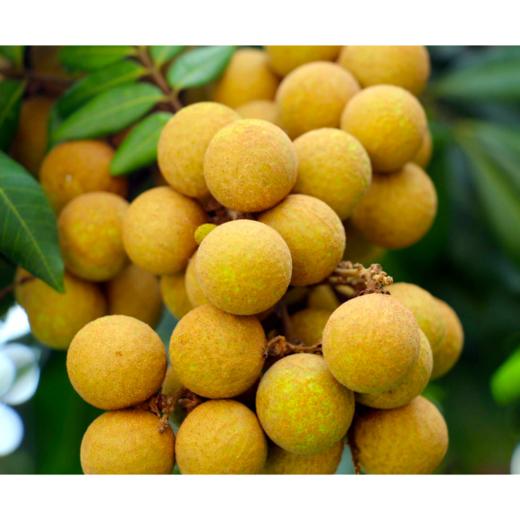 会员135斤泰国东部龙眼金标大果