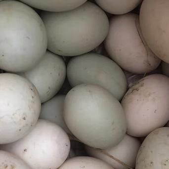 象山海鸭蛋 20枚/盒 商品图1