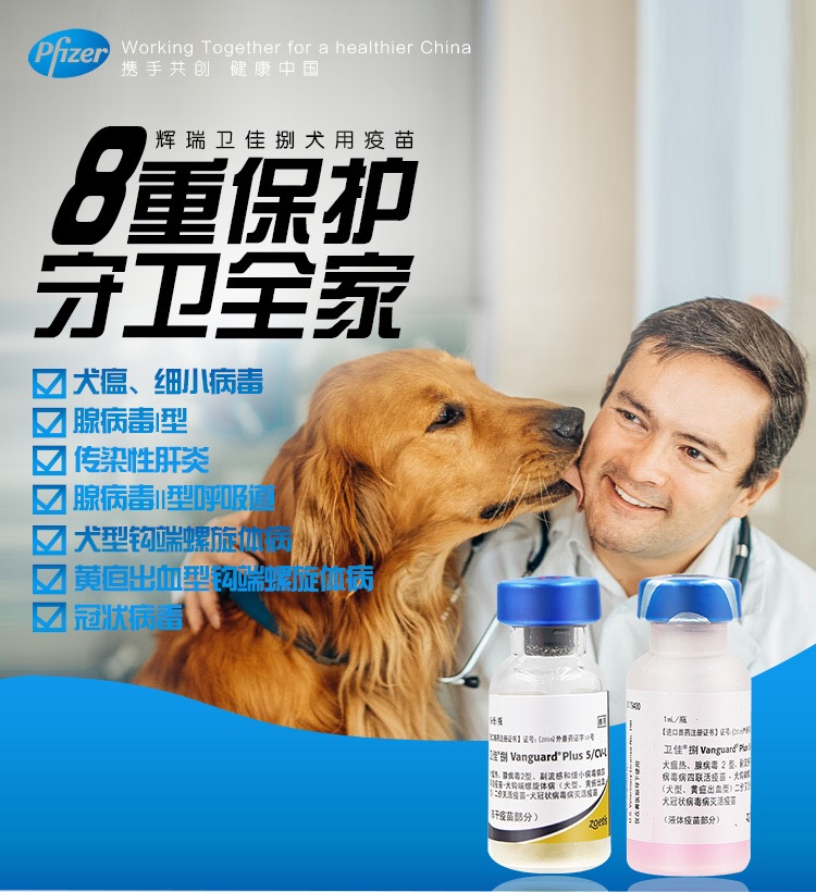 #卫佳捌需冷藏效期2026年9月27号到期成份:犬瘟，细小，副流感，传染性肝炎，传染性支气管炎犬型钩端螺旋体出血性黄疸钩端螺旋体，冠状病毒用于犬瘟预热犬副流感细小病毒传染性肝炎病毒及犬腺病毒性呼吸道