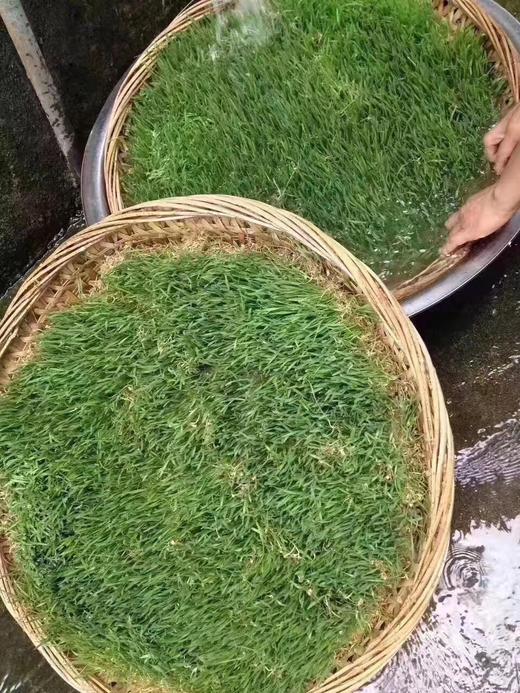 纯正麦芽糖500g 商品图5