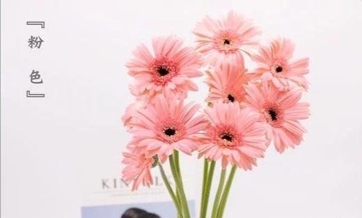 粉色扶郎花10枝一扎