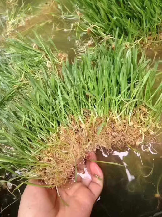 纯正麦芽糖500g 商品图7