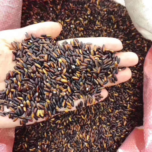 有机血糯米500g 商品图0