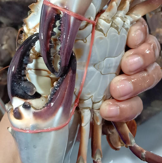 海鲜精选东山海鲜61野生三眼蟹当季热门好蟹满满的红膏清蒸干煎煮粥