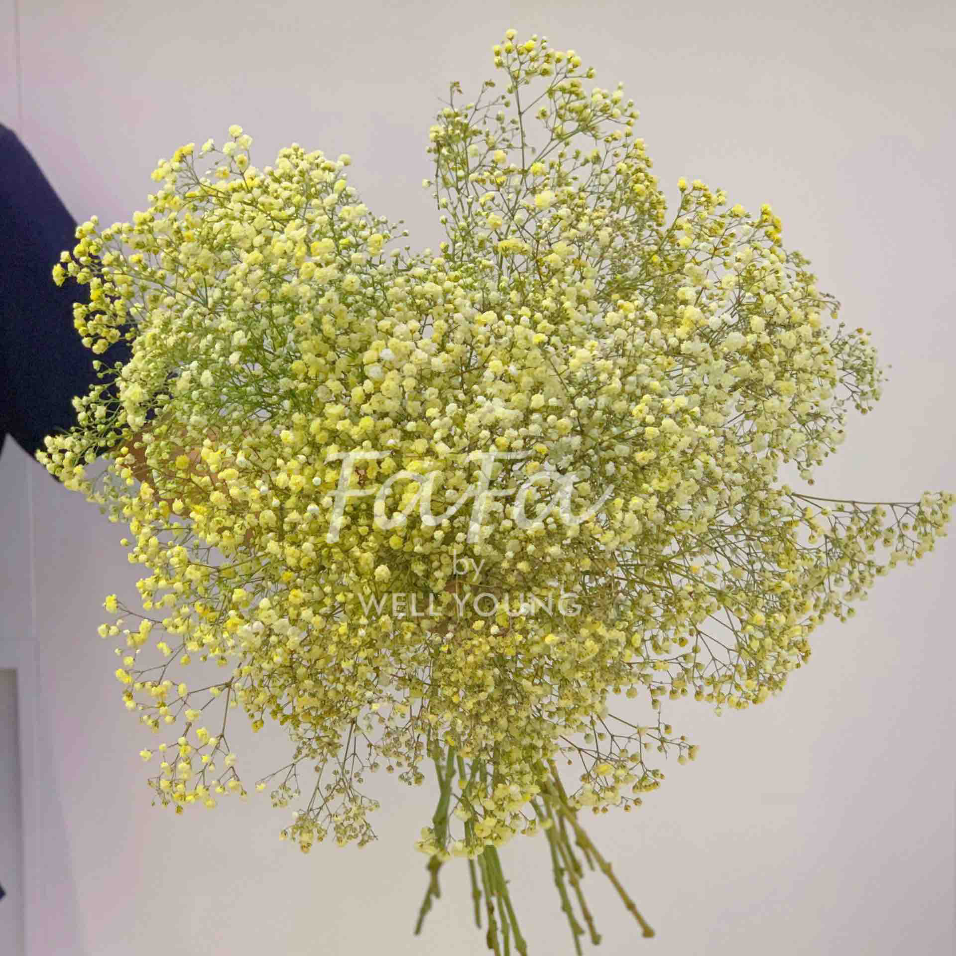 进口满天星浅黄色现货