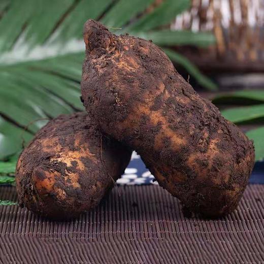 云南昭通新鲜天麻,"云天麻"新鲜上市