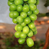 青提 青王 葡萄 商品缩略图1